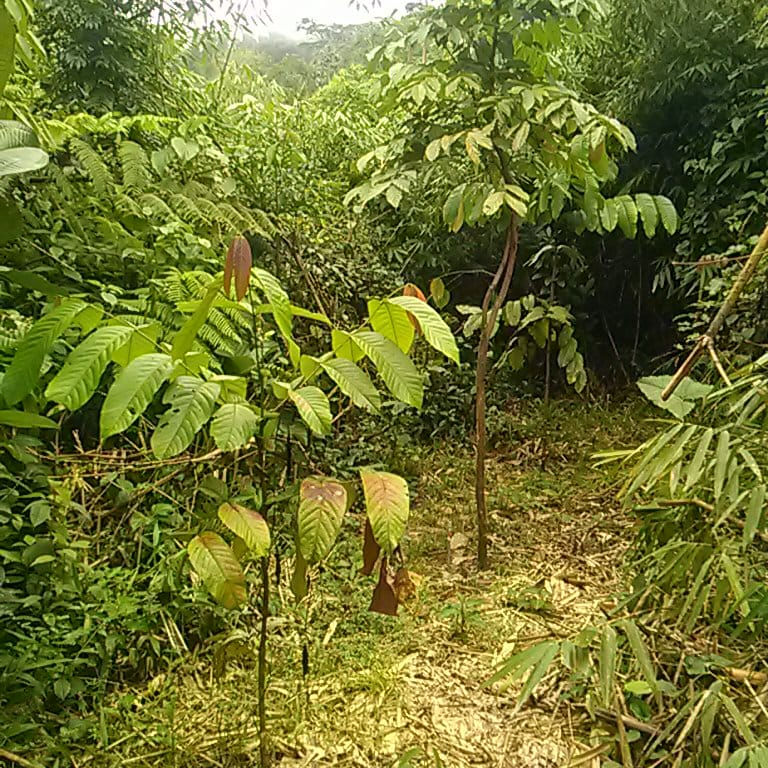 c3 systems apadrina un bosque amazónico
